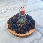 Crowned Sea Moss (Chondrus Crispus)